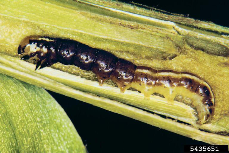 Common Stalk Borer. Image courtesy of James Kalisch, University of Nebraska, Bugwood.org. 