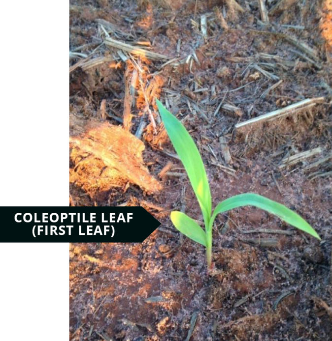 Figure 1. Coleoptile leaf has a rounded tip. Photo courtesy of the United Sorghum Checkoff Program, Growth and Development. 