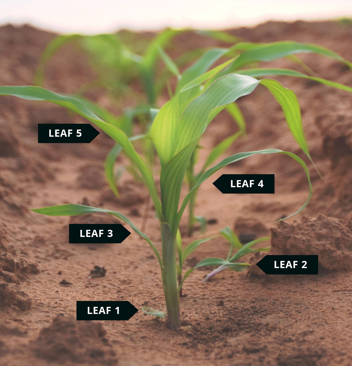 Figure 2. Grain sorghum with five exposed leaf collars. Photo courtesy of the United Sorghum Checkoff Program, Growth and Development 