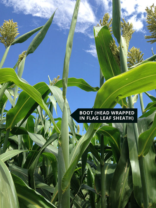Figure 3. Grain sorghum with head wrapped in the flag leaf. Photo courtesy of the United Sorghum Checkoff Program, Growth and Development 