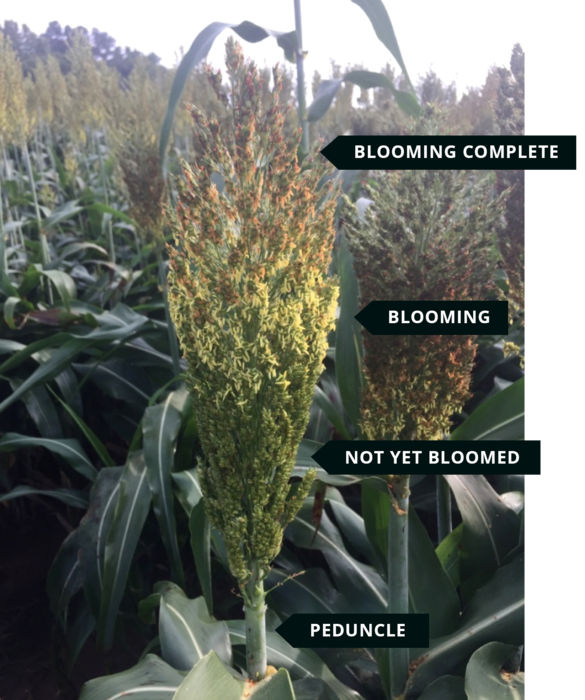 Figure 4. Grain sorghum head in one half bloom growth stage. Photo courtesy of the United Sorghum Checkoff Program, Growth and Development 