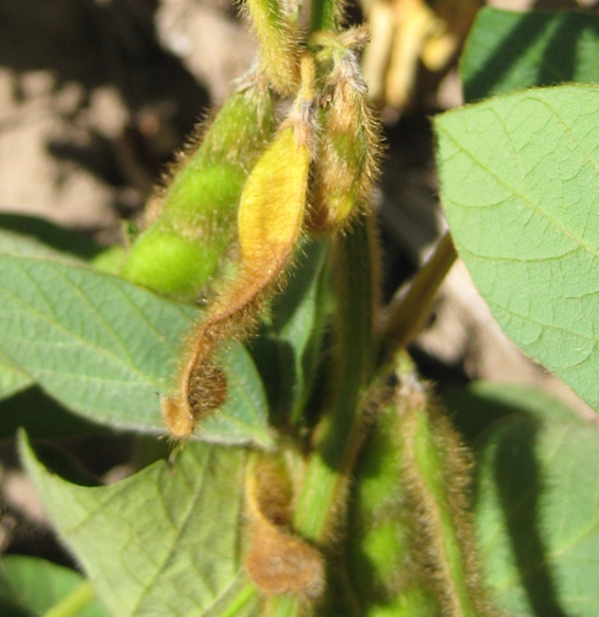 Figure 2. Pod abortion as result of drought stress. Image courtesy of Shawn Conley, University of Wisconsin. 