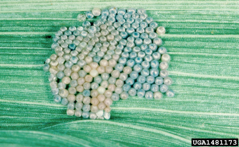 Figure 2. Egg mass of western bean cutworm just prior to hatch, note the purple color of eggs just prior to hatch, light colored eggs are infertile or parasitized. Frank Peairs, Colorado State University, Bugwood.org. 