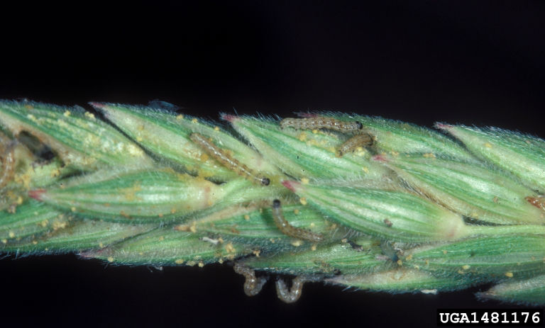 Bean leaf beetle first instar larvae 