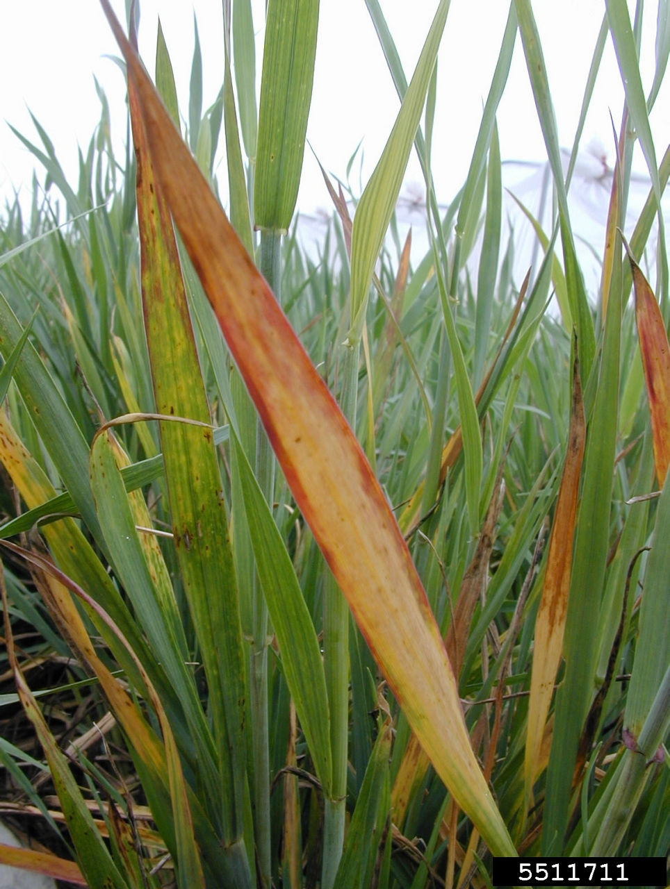 Figure 4. Barley yellow dwarf virus infection with variation in leaf color. Image courtesy of Brian Olson, Oklahoma State University, Bugwood.org.