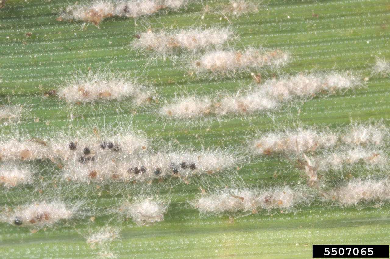  Powdery mildew. 