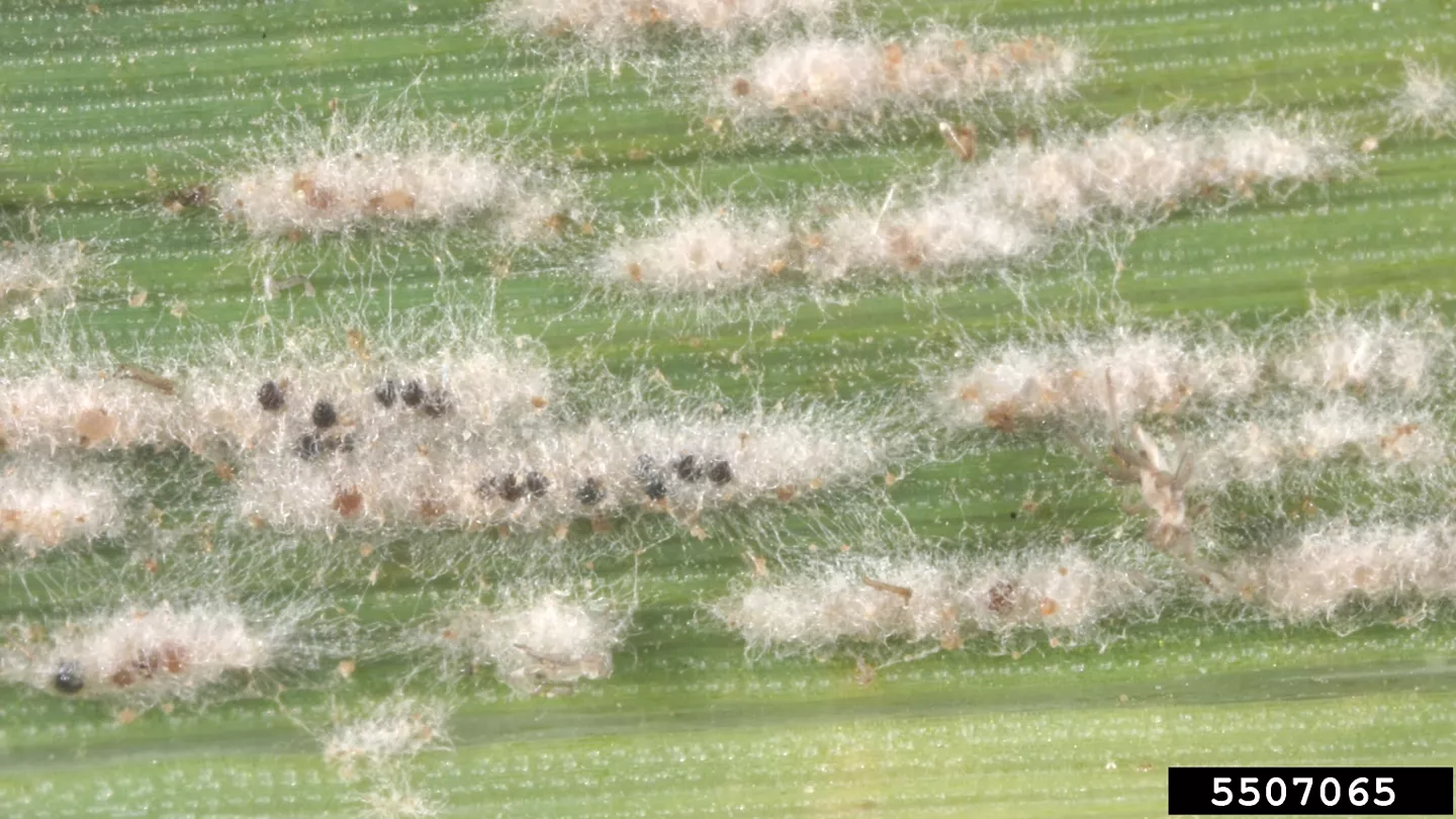 Timing of Fungicide Application in Wheat