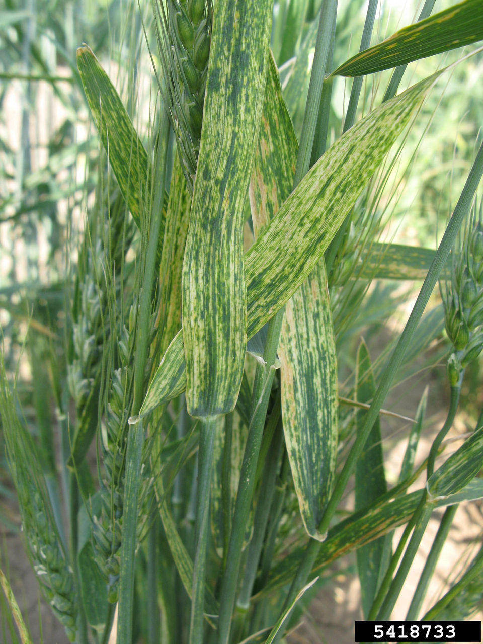 Figure 1. Wheat streak mosaic virus. Image courtesy of Mary Burrows, Montana State University, Bugwood.org.