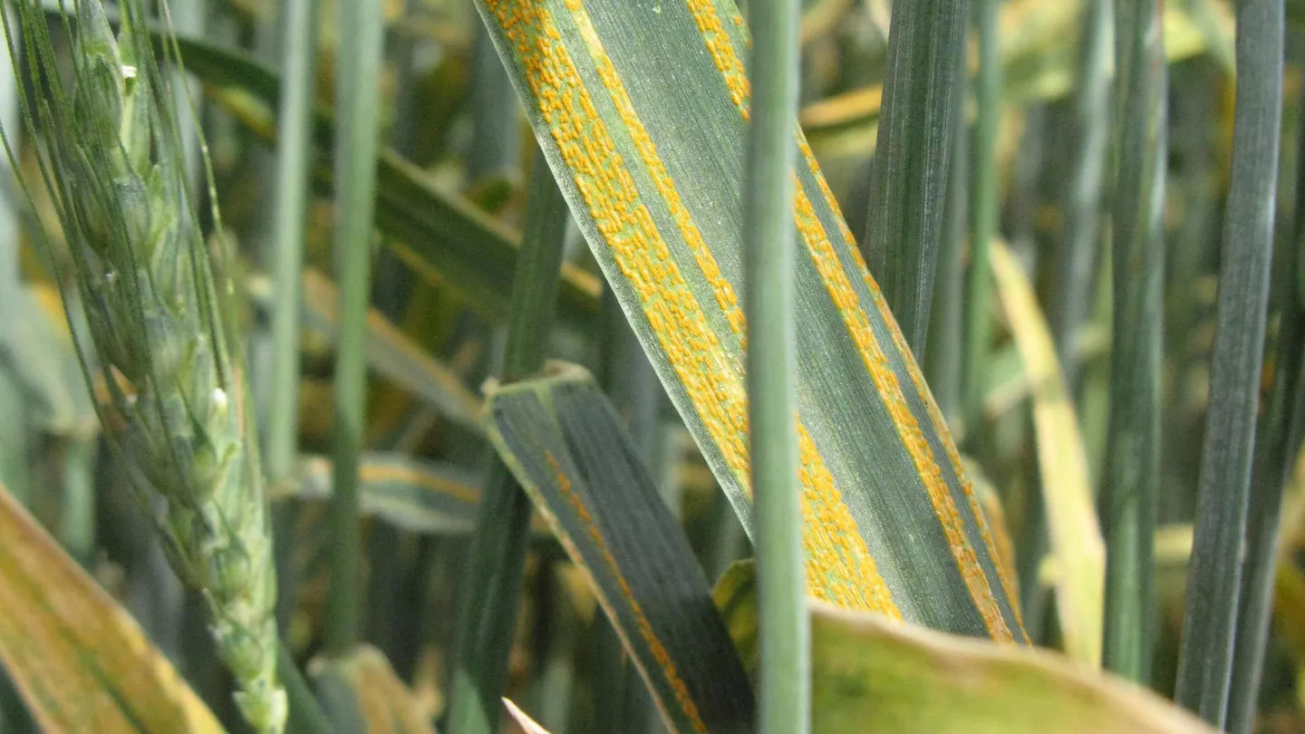 Understanding Stripe Rust in Wheat