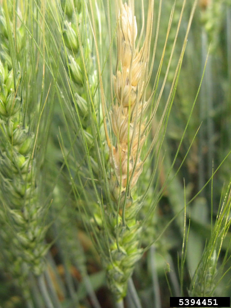 Fusarium head blight (scab)