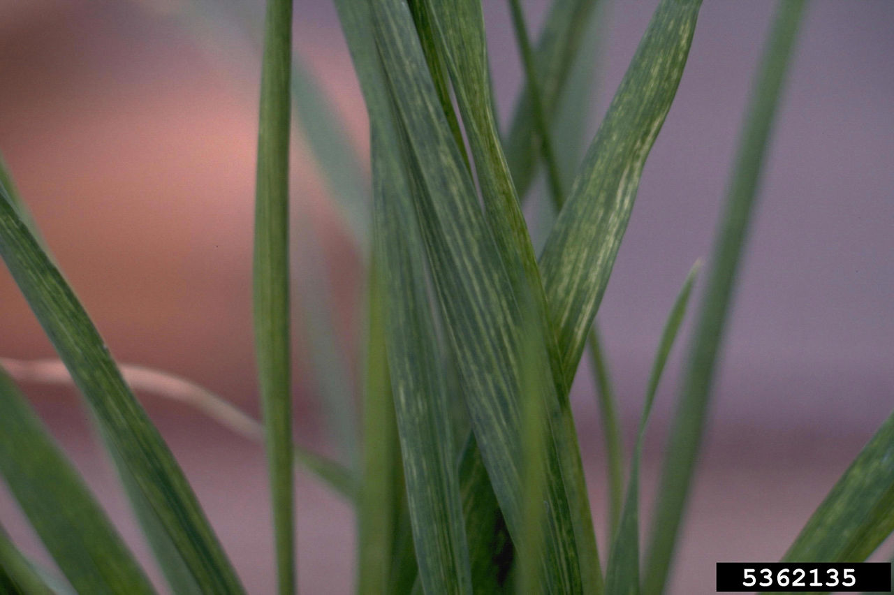 Figure 2. Soilborne wheat mosaic virus. Image courtesy of H.J. Larsen, Bugwood.org.
