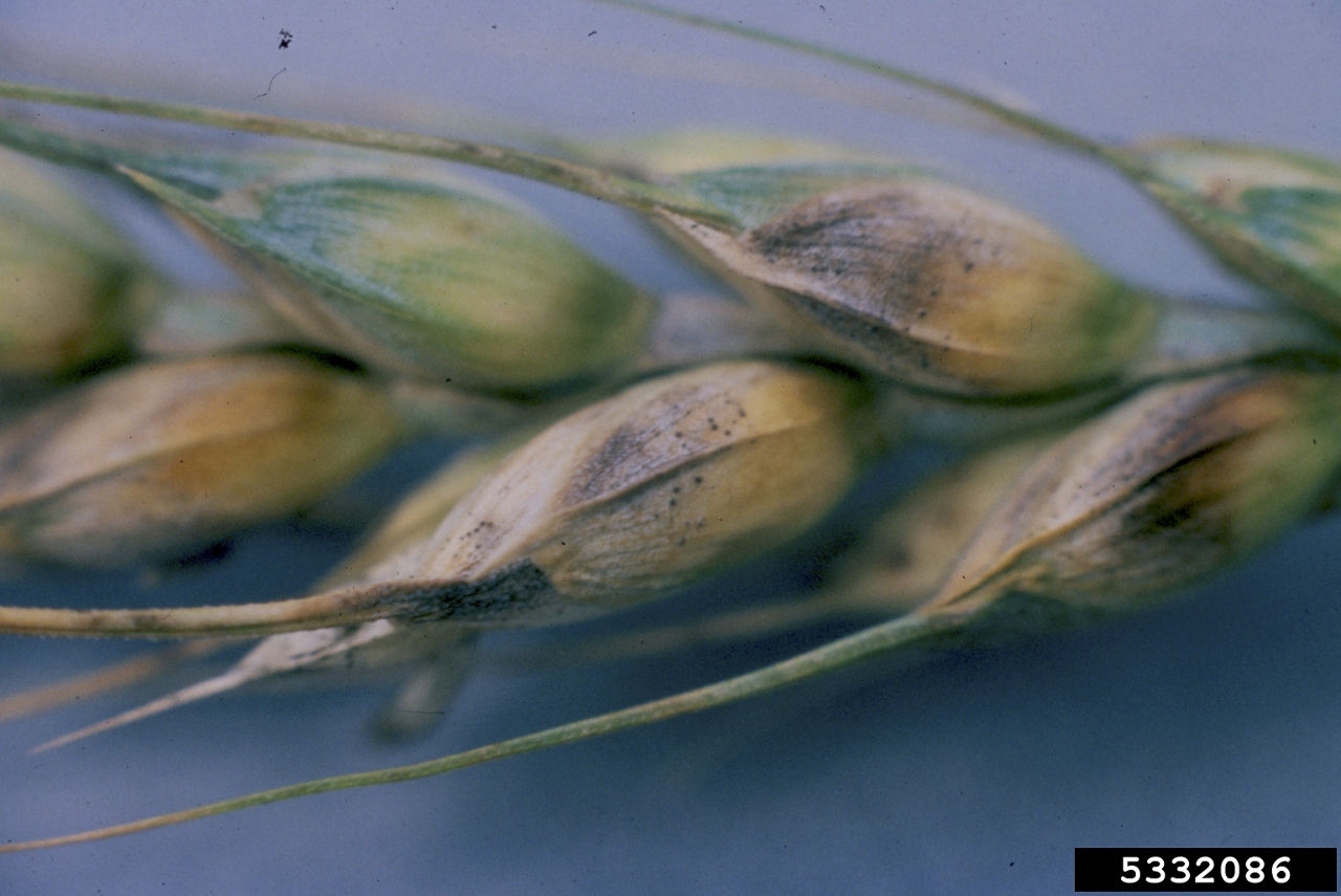 Stagonospora nodorum blotch (glume)