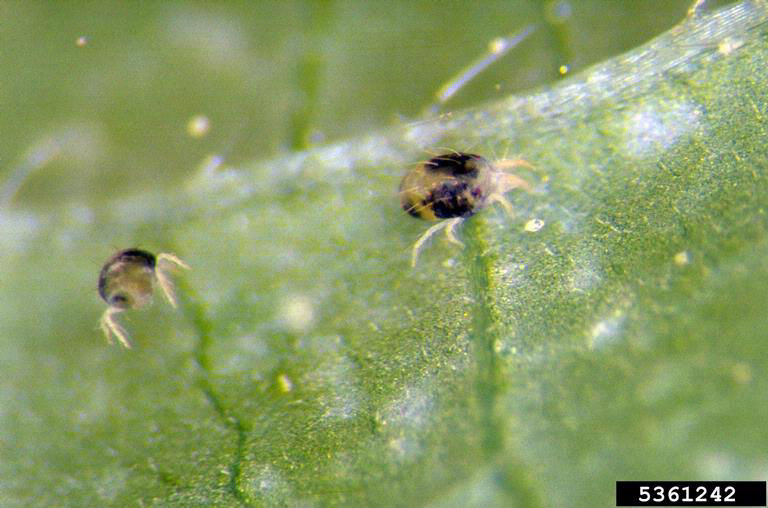 Figure 1. Twospotted spider mite females. Image courtesy of Frank Peairs, Colorado State University, Bugwood.org. 