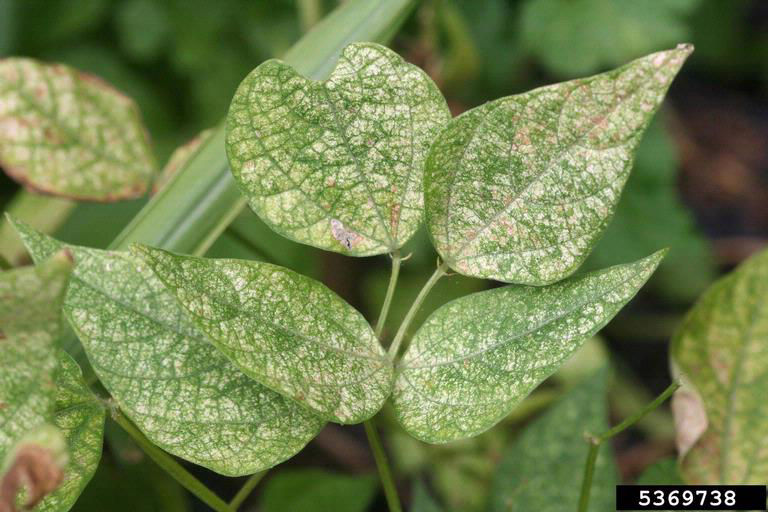 Two spotted spider mite injury leaf