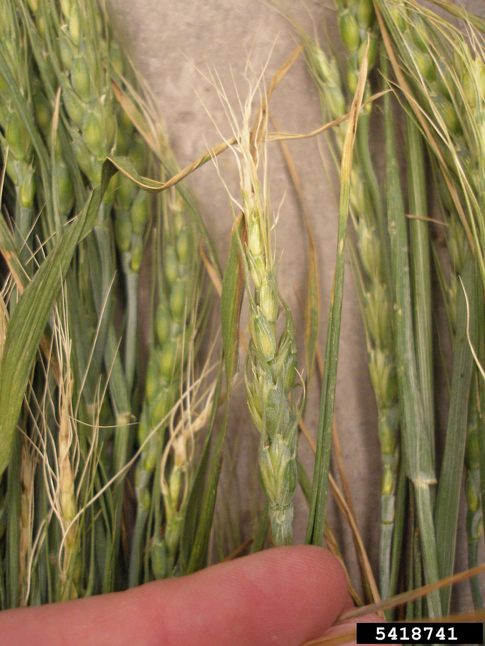 Figure 1. Awns that are twisted and bleached as a result of frost injury to wheat. 