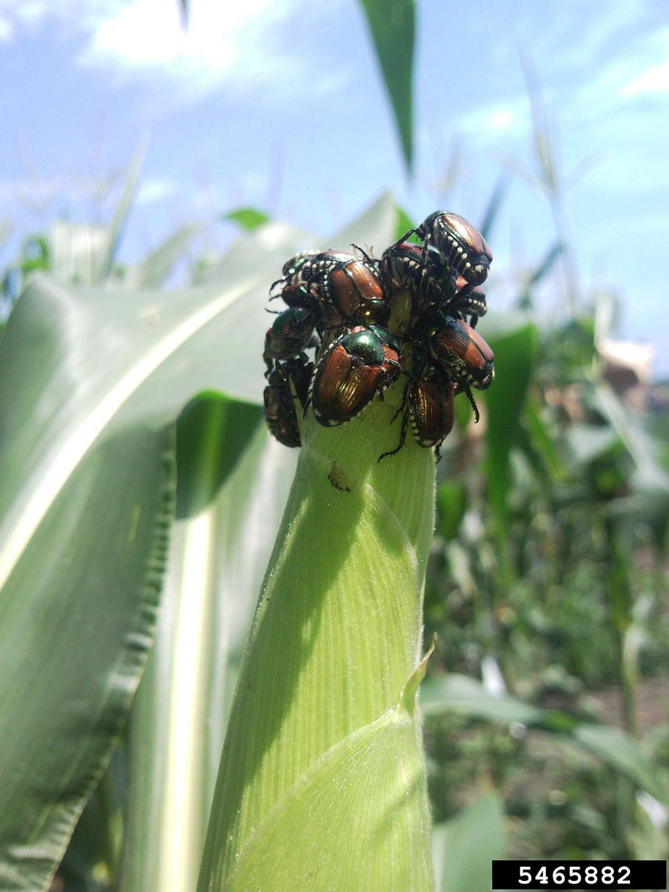 Figure 2. Japanese Beetles feeding on corn silks. Photo courtesy of Daren Mueller, Iowa State University, Bugwood.org.   