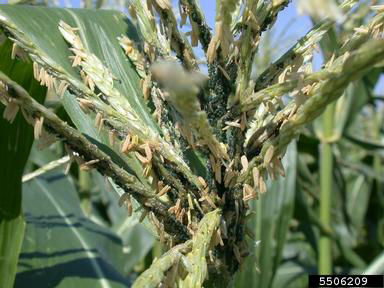 Corn leaf aphid