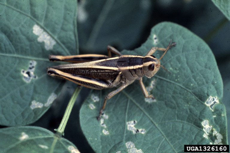 Two-striped grasshopper. Picture courtesy of Whitney Cranshaw, Colorado State University, Bugwood.org.