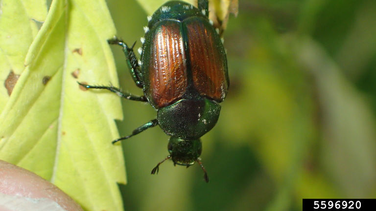 Japanese beetle