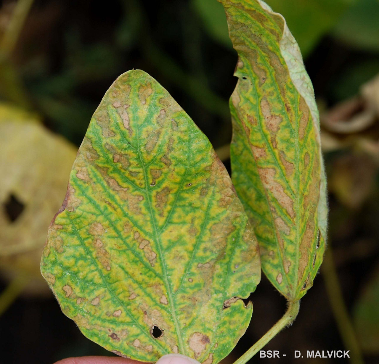 Disease identification by leaf lesions can be difficult because of similarities. Brown stem rot 