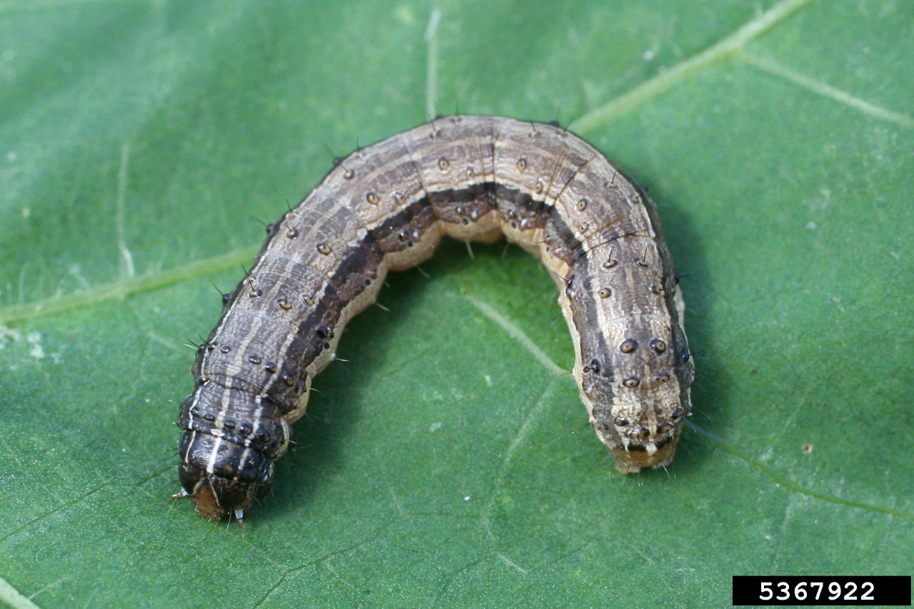 Larvae of fall armyworm