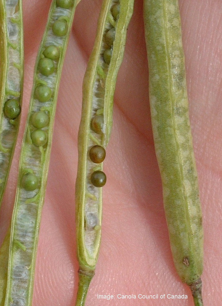 Figure 2.  Frost damaged pods will have a scarred or blistered appearance and contain mushy or shriveled seeds.     Photo courtesy of the Canola Council of Canada 