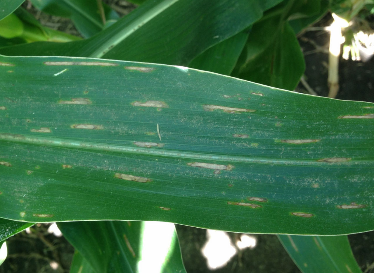 Gray leaf spot on right with straight edged lesions