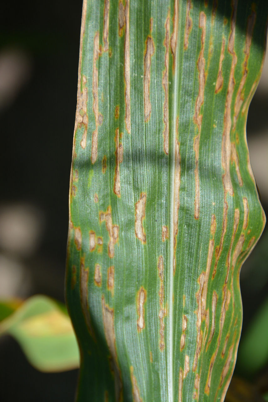 Figure 3. Bacterial leaf streak on left with wavy lined edged lesions, compared to gray leaf spot on right with straight edged lesions. Image courtesy of Emmanuel Byamukama, South Dakota State University.