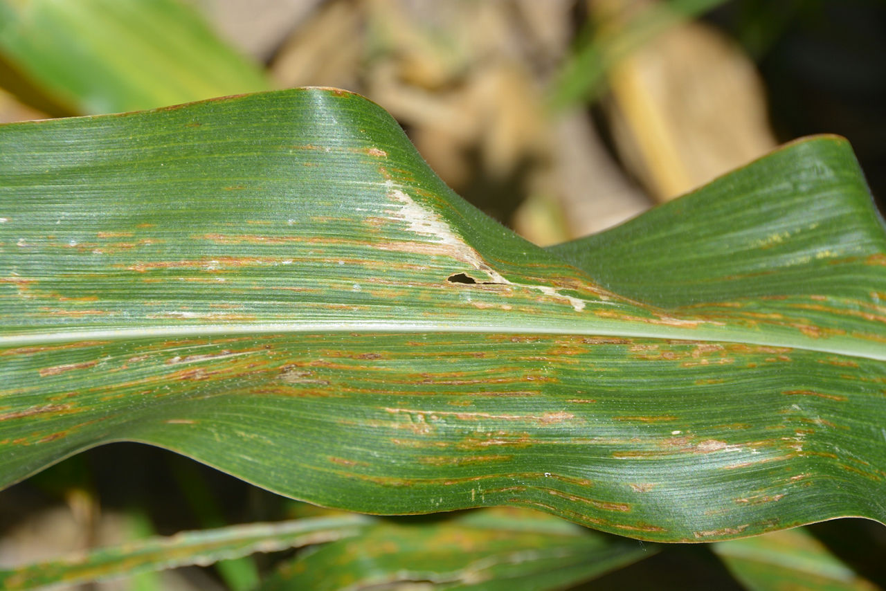 Figure 2. Lesions of intermediate infection by bacterial leaf streak. 