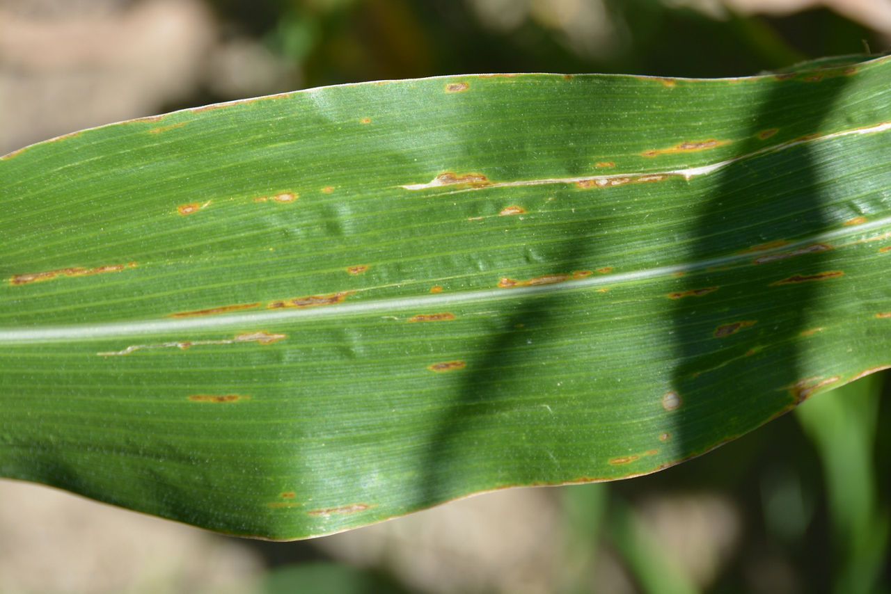 Figure 1. Lesions of initial infection by bacterial leaf streak.