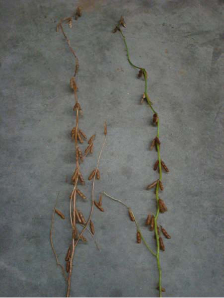 Typical plant on the left has mature pods and stem, while the plant on the right has symptoms of green stem syndrome with mature pods and a green stem.