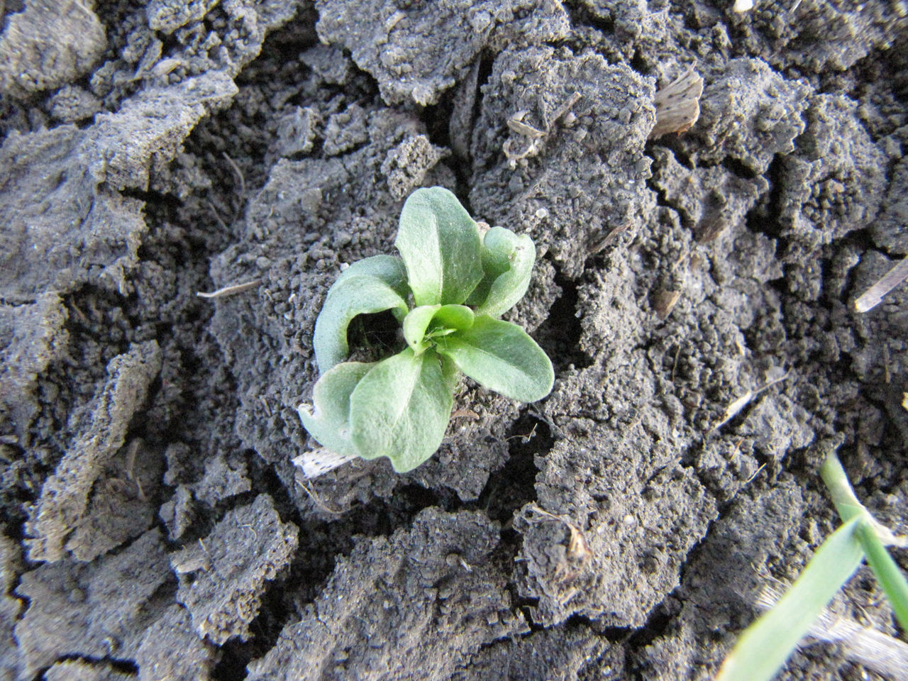  Drawstring effect on stinkweed leaf. 