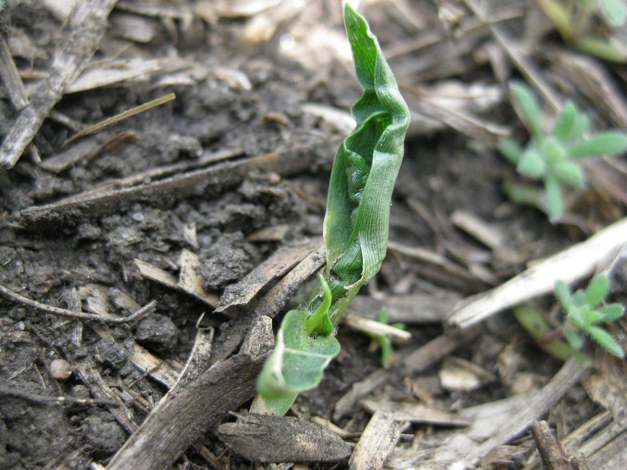 Malformed leaves of green foxtail as a result of Group 15 herbicide. Mode of Action: Very long-chain fatty acid synthesis inhibitors 