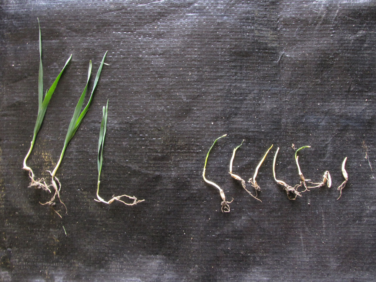 Untreated on left compared to triallate treated wild oats on right.