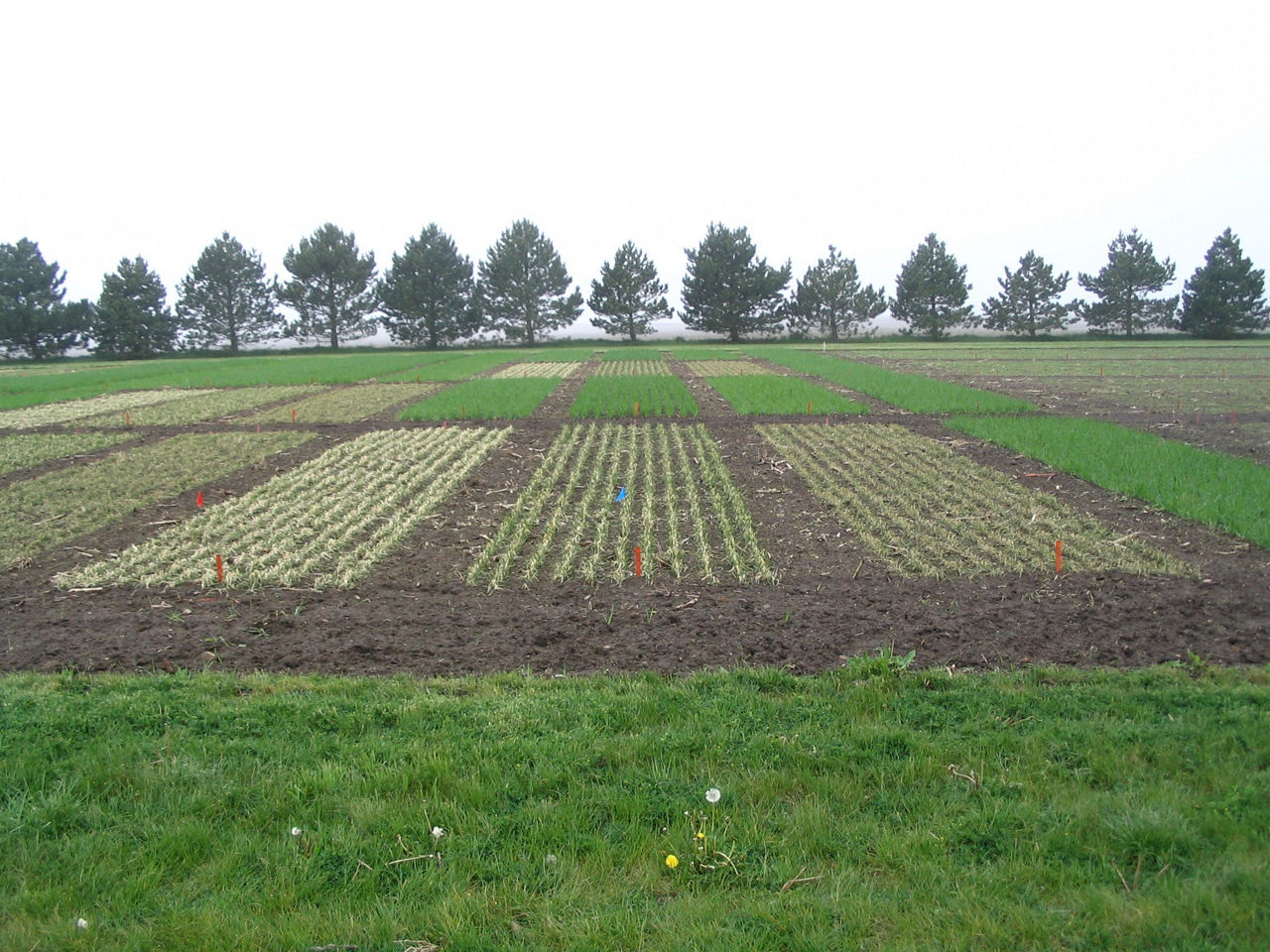 Group 14 injury from post-emergent application in small plots of cereal crops (front).  Mode of Action: Protoporphyrinogen IX oxidase (PPO) inhibitors 