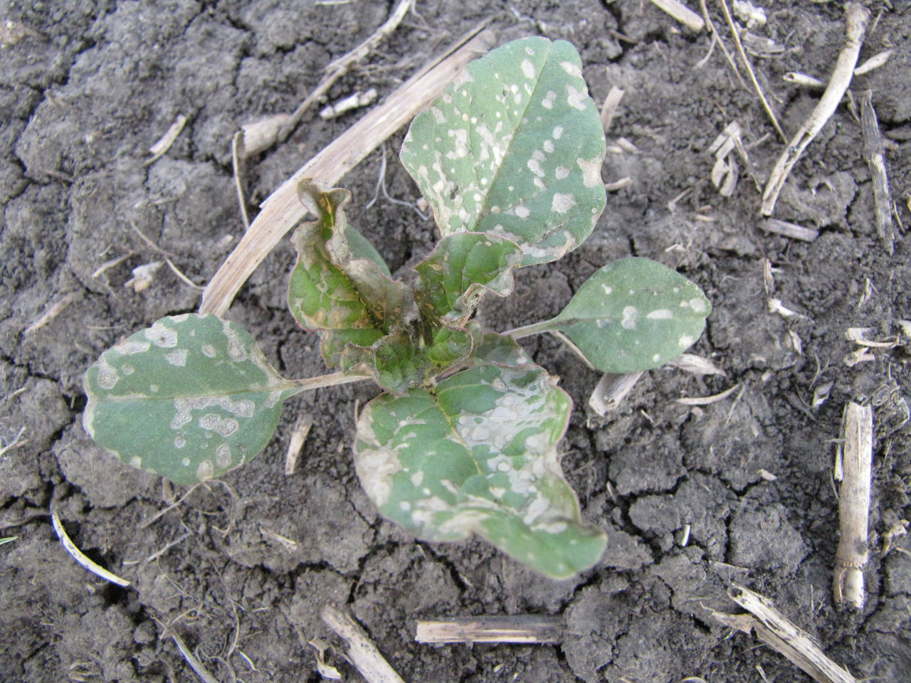 Water-soaked lesions on redroot pigweed are early symptoms of Group 14 herbicide activity. Mode of Action: Protoporphyrinogen IX oxidase (PPO) inhibitors 