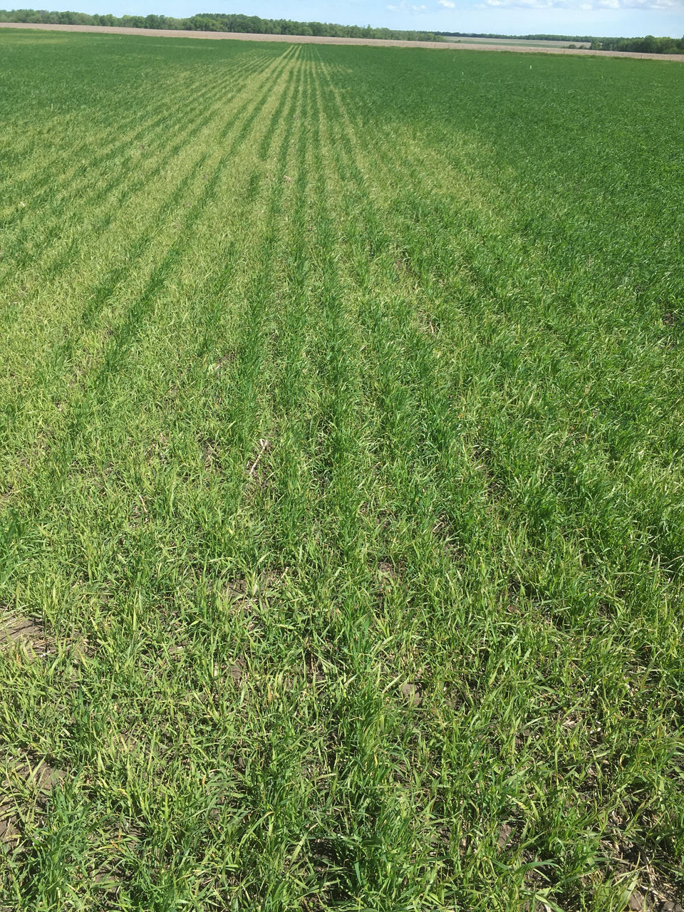 Chlorosis of wild oats between rows of wheat following application of Group 2 herbicide. Mode of Action: Acetyl-Coenzyme A Carboxylase (ACCase) inhibitors 