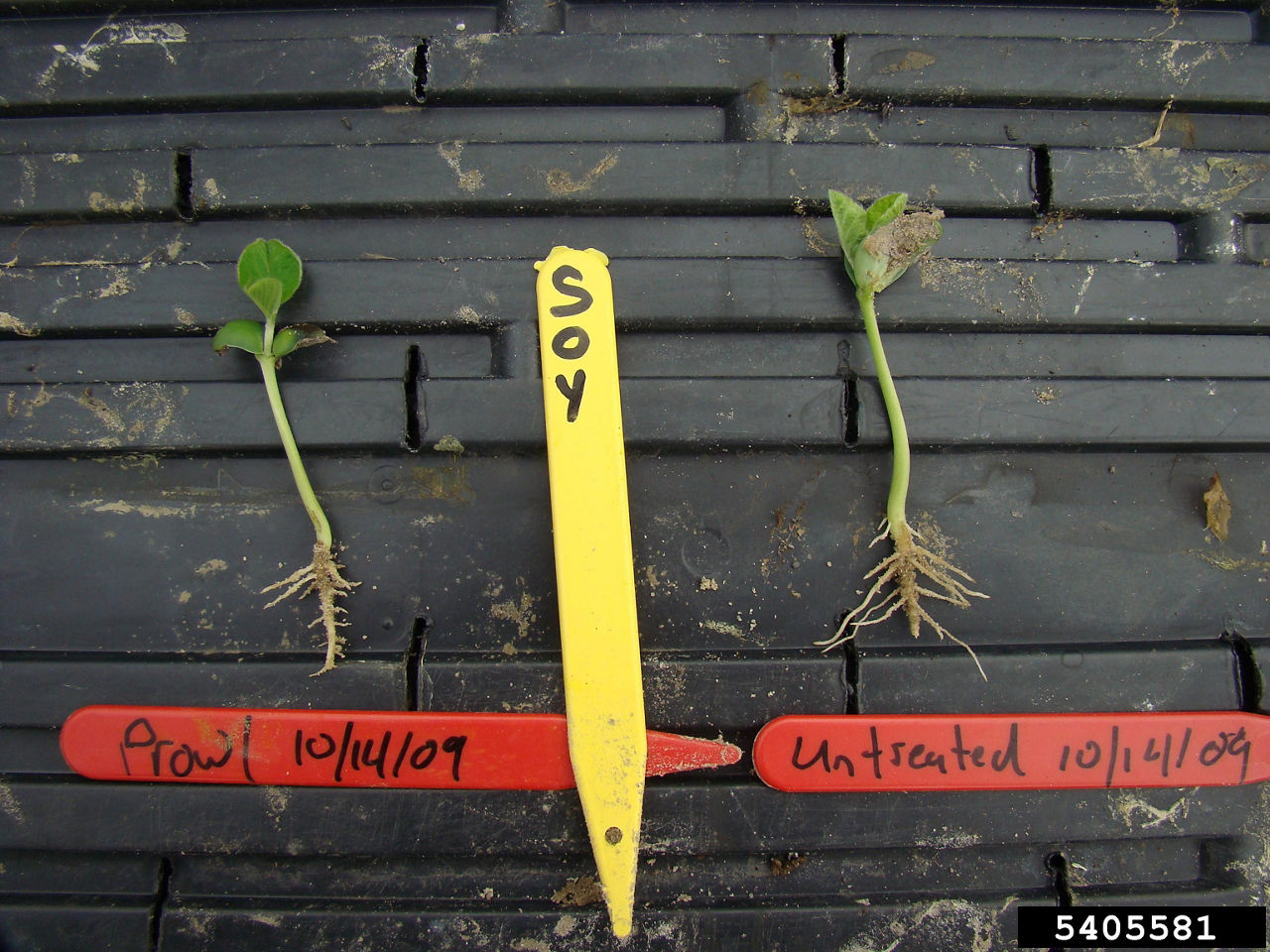 Short, stubby roots are a symptom of Group 3 herbicide activity. Mode of Action: Mitotic Inhibitors, Microtubule Inhibitors, Seedling Growth Inhibitors