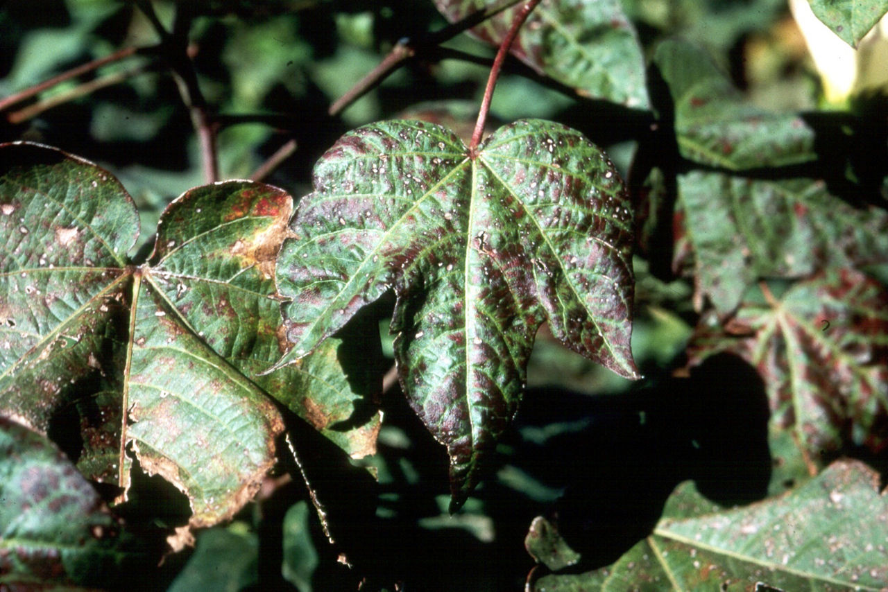 Cotton potassium deficiency