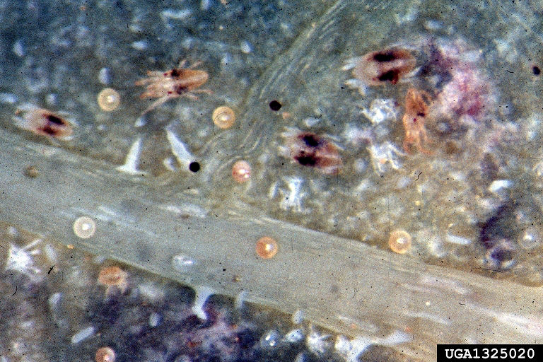 Two-spotted spider mite adults, nymphs and eggs. 