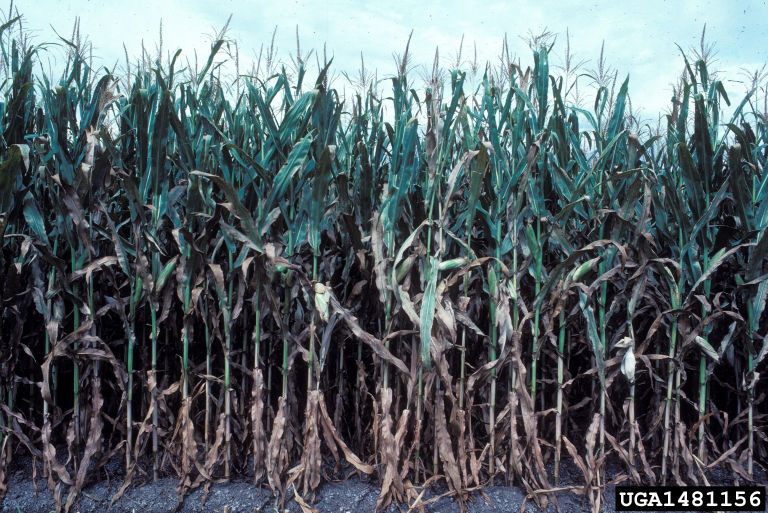 Spider mite damage along the edge of a corn field. 