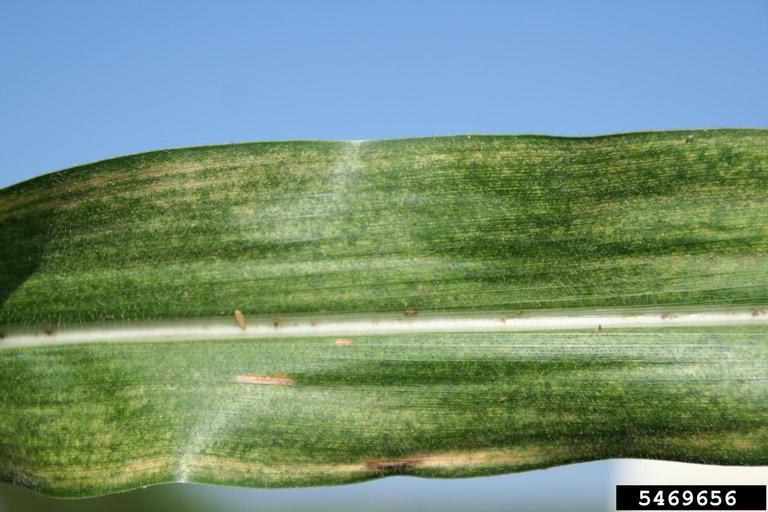 Corn leaf stippling caused by spider mite feeding