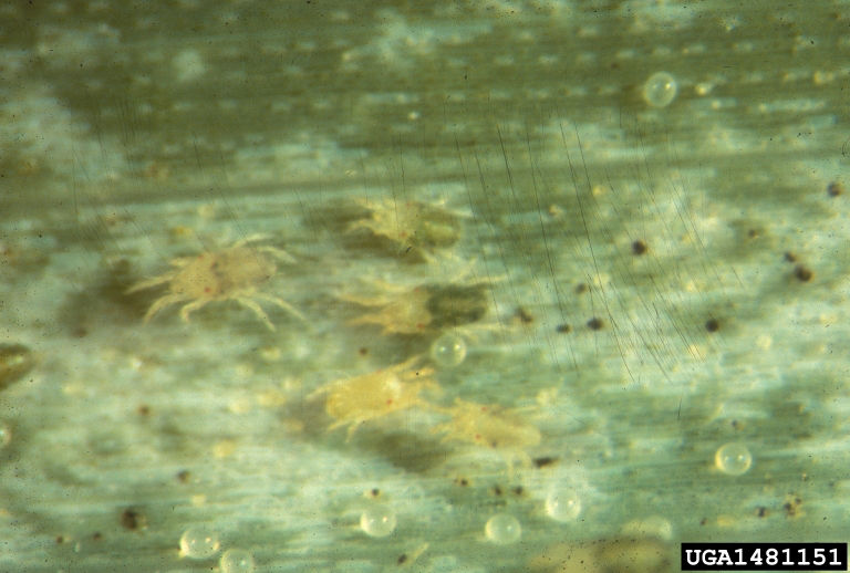 Banks grass mite adults, nymphs and eggs. 