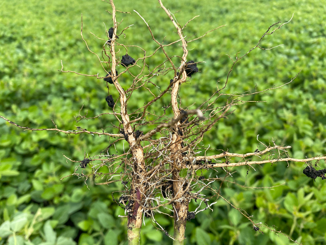 Figure 3. Soybean roots with poor nodulation. Photo courtesy of Manitoba Pulse & Soybean Growers.  igure 2. Soybean roots with poor nodulation. Photo courtesy of Manitoba Pulse & Soybean Growers. 