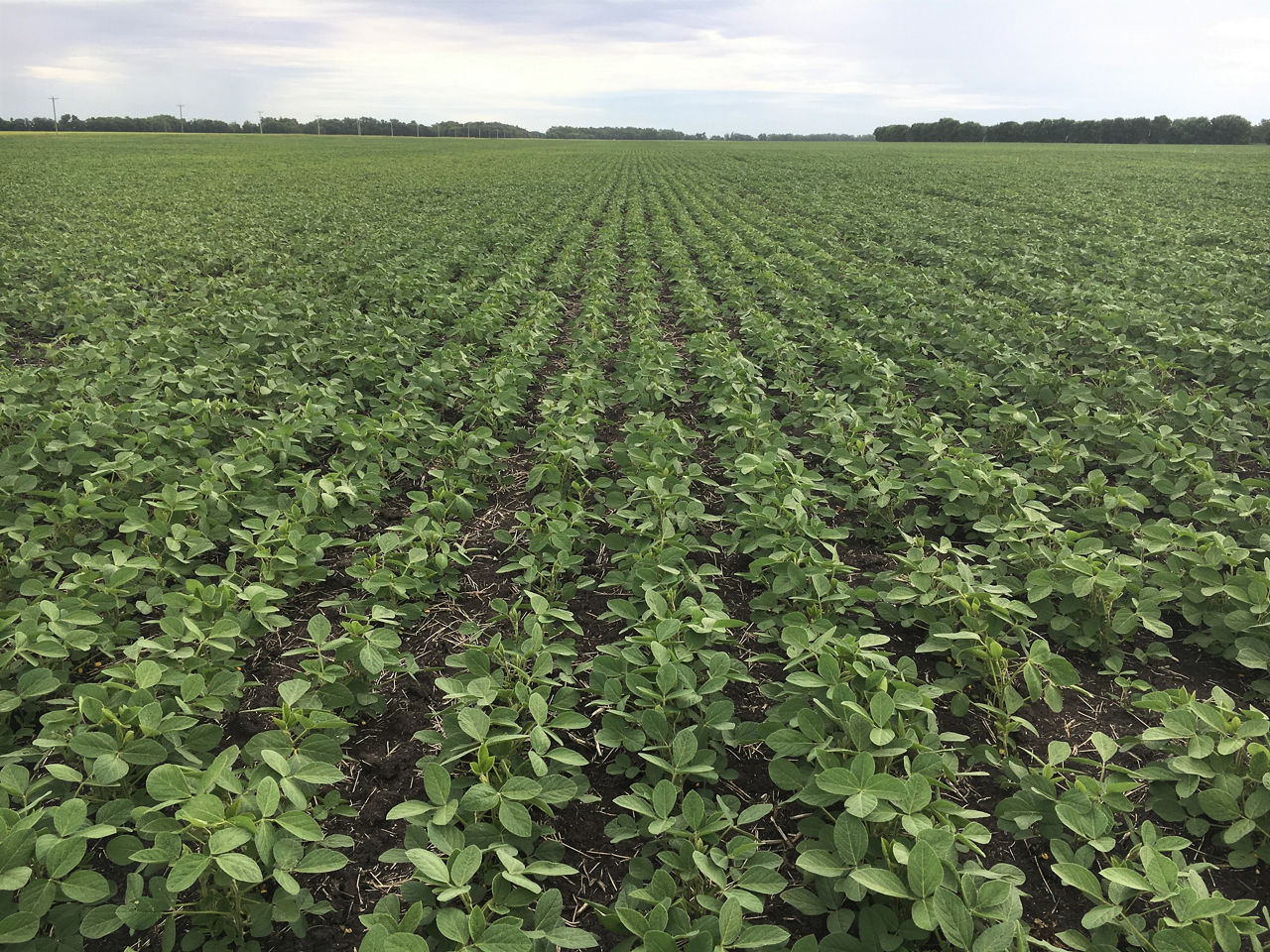 Figure 1. A healthy soybean field. Photo courtesy of Manitoba Pulse & Soybean Growers.