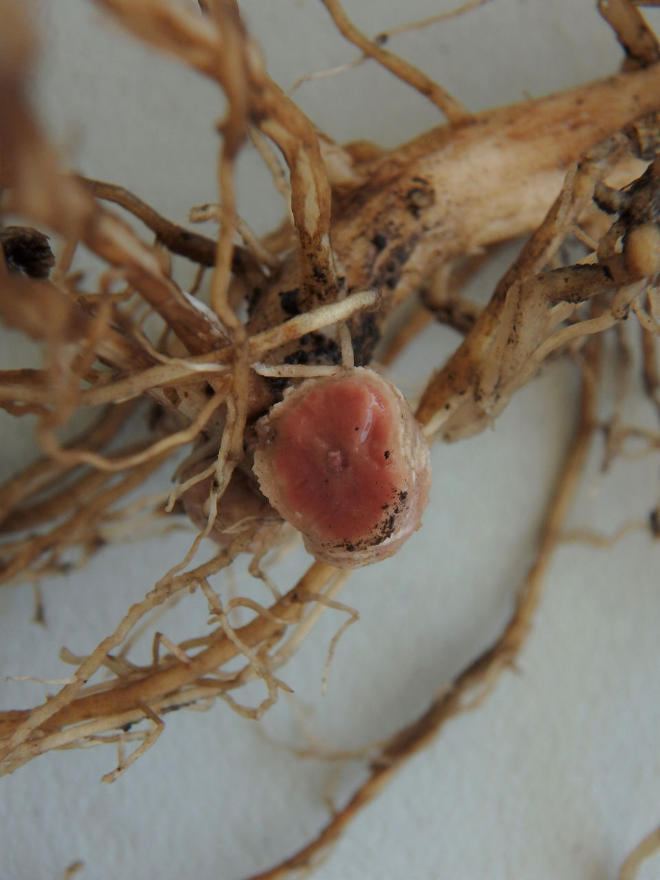 Figure 4. Cross-section of an active nodule. Photo courtesy of Manitoba Pulse & Soybean Growers.