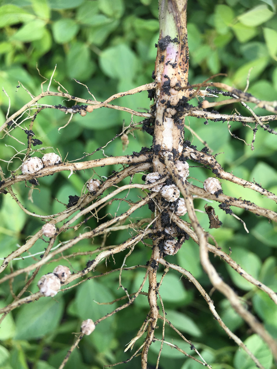 Figure 2. Soybean root with good nodulation. Photo courtesy of Manitoba Pulse & Soybean Growers.