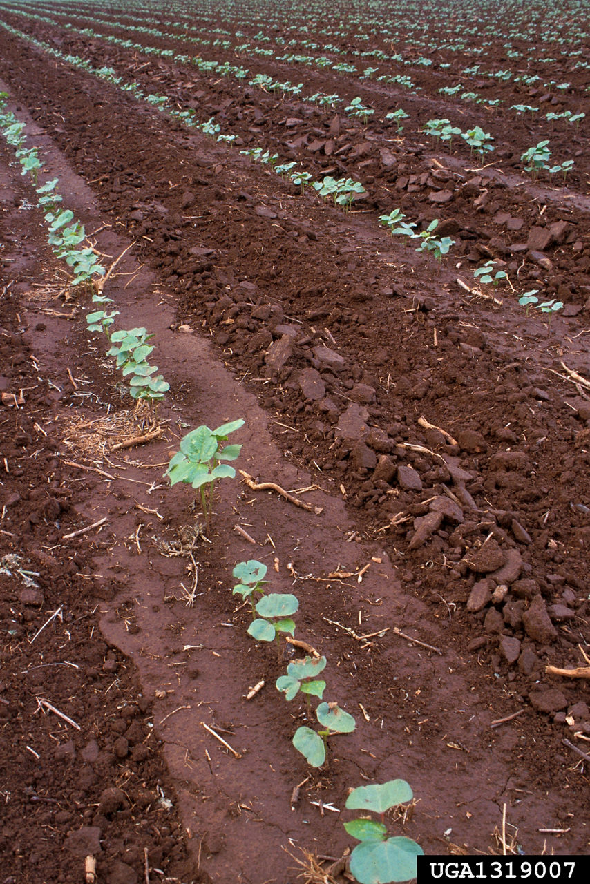 How to Think About Cotton: Plant Growth Regulators - Alabama Cooperative  Extension System