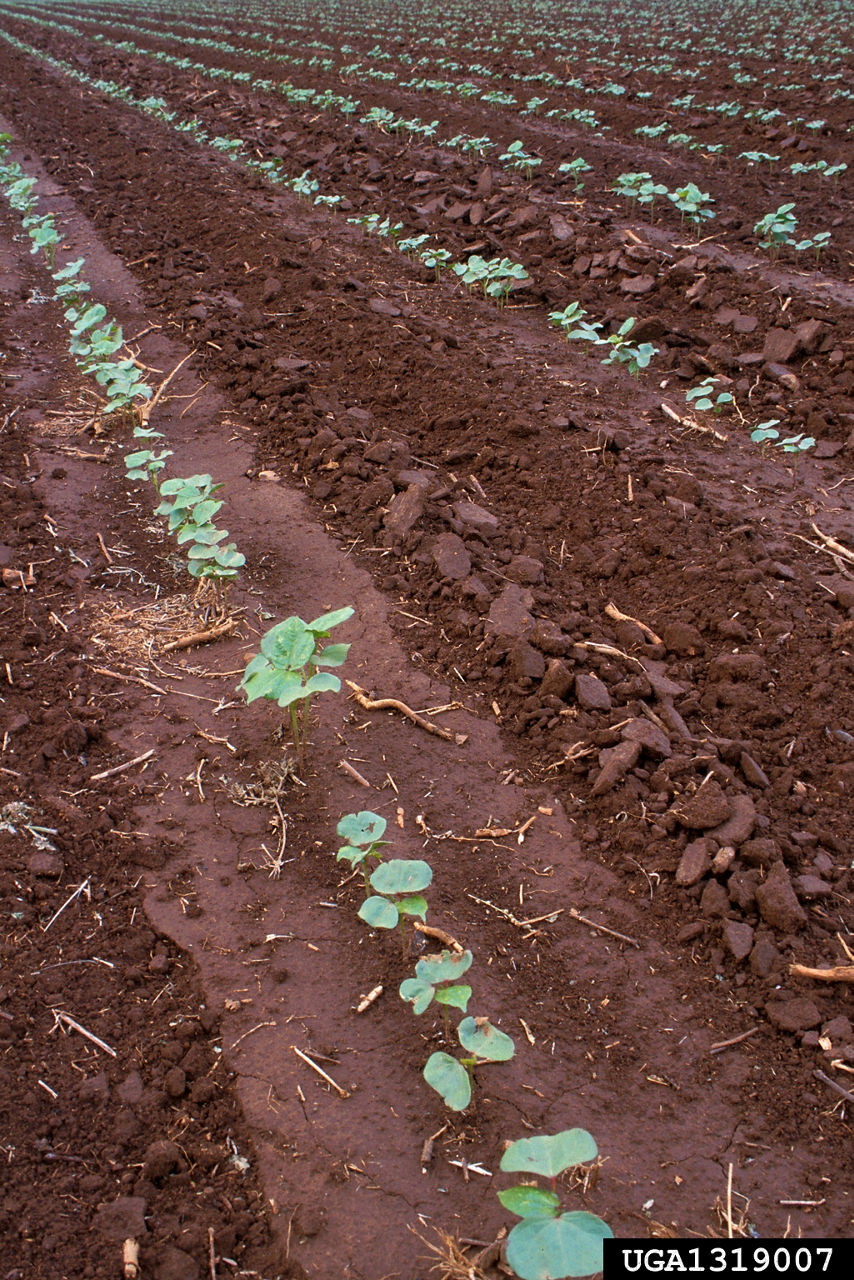 Figure 1. Canopy development is critical for early cotton growth. Lateral root development decreases as soil temperatures increase to 93°F.3 Picture courtesy of Robert Nichols, U. S. Department of Agriculture, Bugwood.org