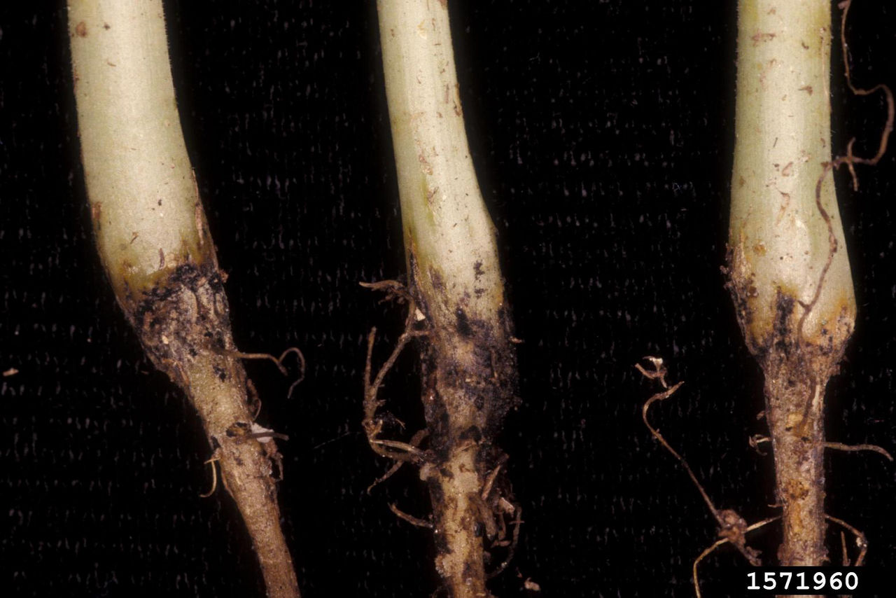 Blcak root rot